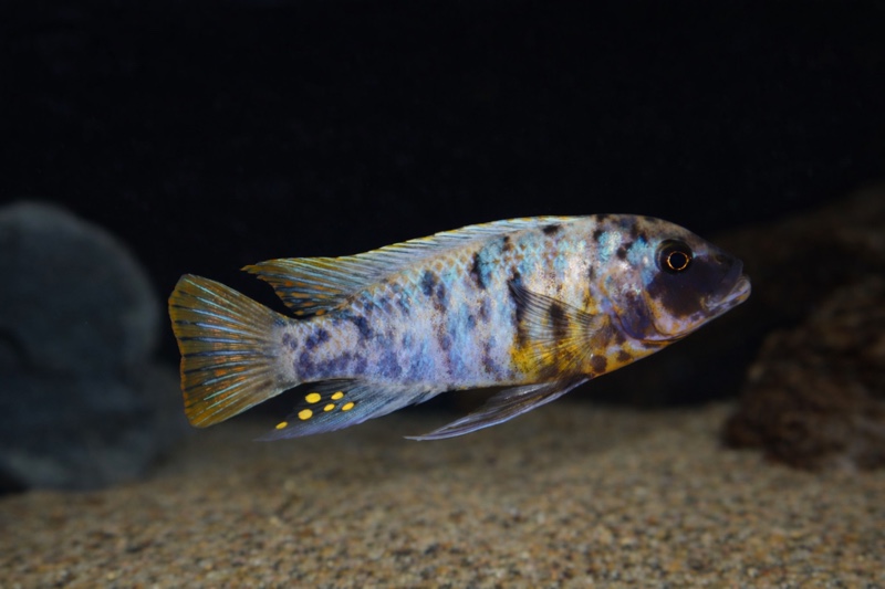 Maylandia fainzilberi 'Nsele'